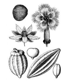 Telfairia occidentalis Fluted Gourd Telfairia occidentalis Fluted Gourd